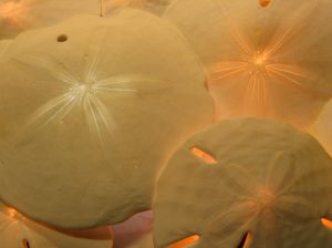 sand dollars