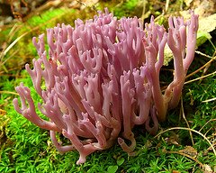 Violet Branched Coral Fungus